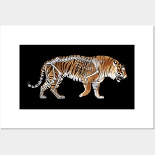 Sumatran Tiger Skeleton Anatomy Posters and Art